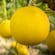 Melons growing on vines in a greenhouse
